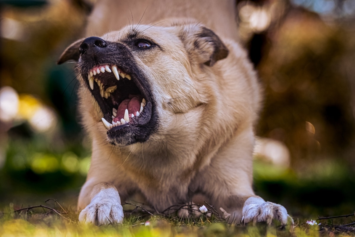 What Is Dog Pepper Spray and Why Use It