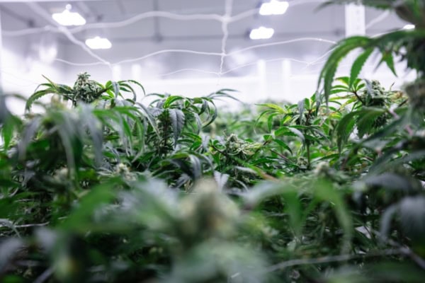 THE GROW ROOM visual data 6